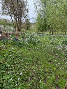 Idyllic peaceful Asha Centre, a haven for respite and learning where Edward Daniel's retreat will take place